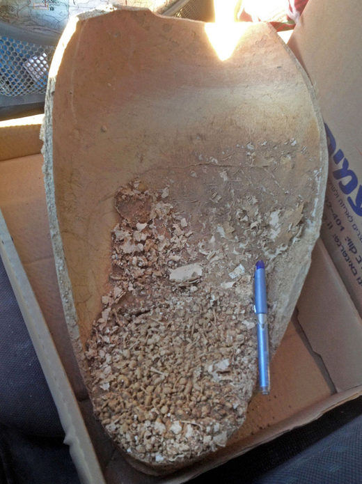 Jar of headless toads found in Jerusalem