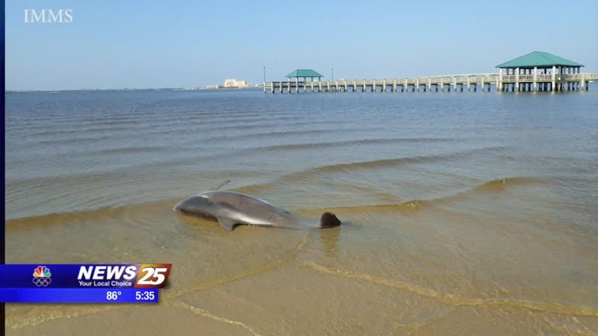 dead dolphin