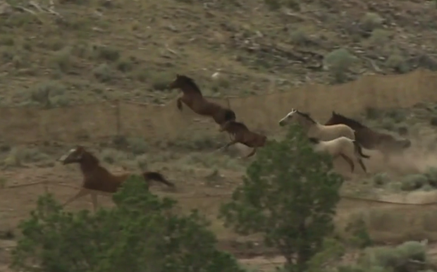 wild horses