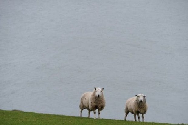 sheep