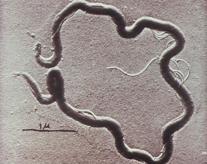 Treponema pallidum spirochete