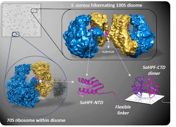 hibernating ribosomes