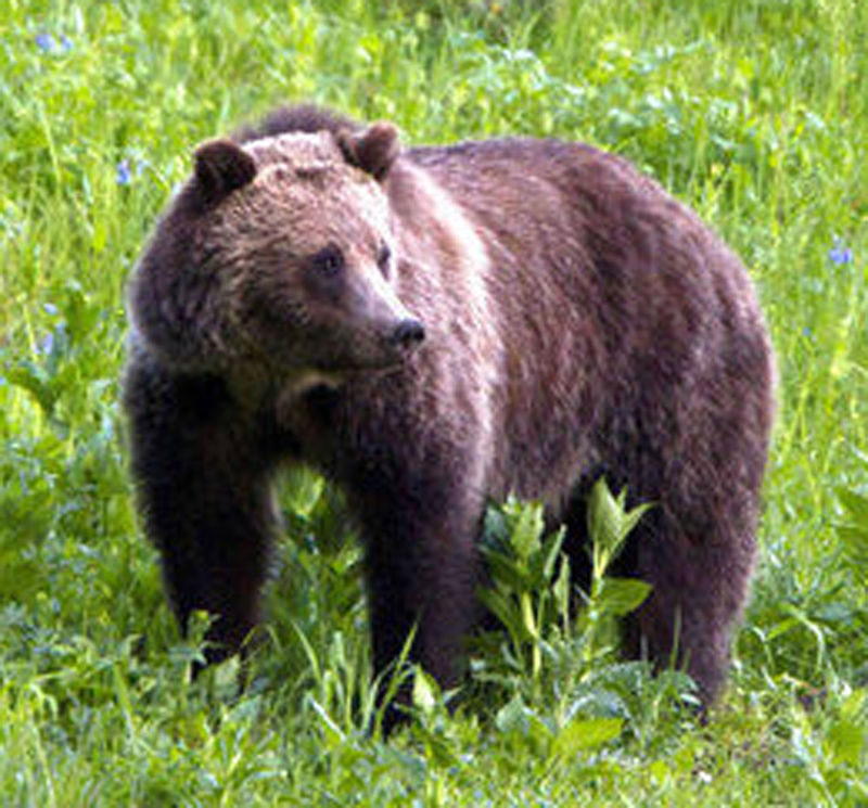 BROWN BEAR
