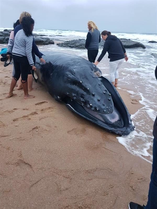 DEAD WHALE