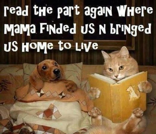 Click to enlarge Dog-Cat bedtime stories