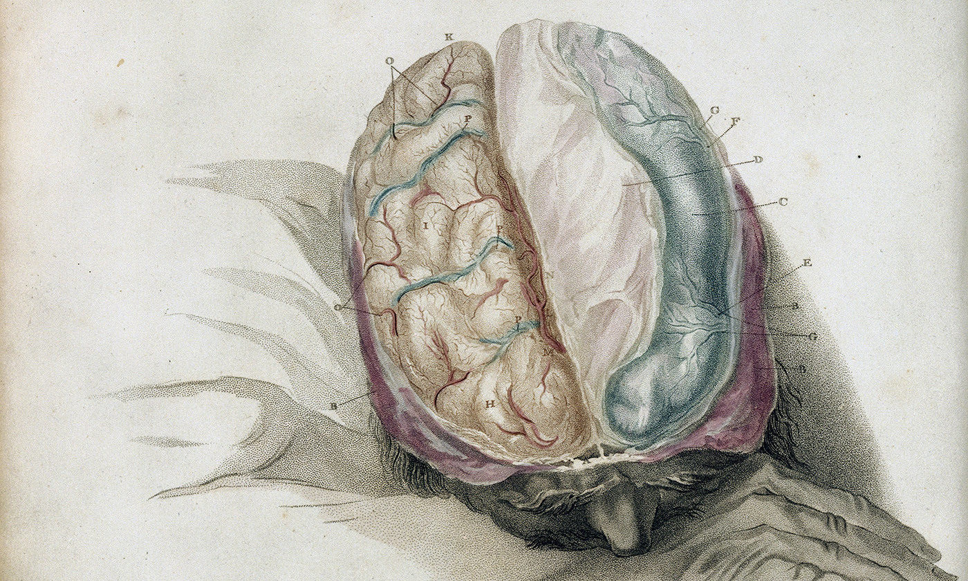 Brain