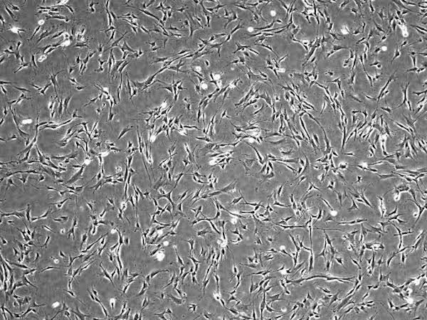 Click to enlarge cells