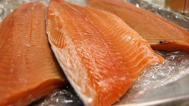 GM salmon