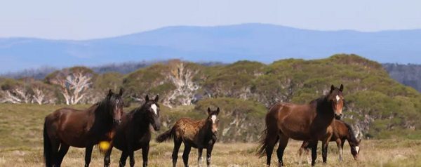 Click to enlarge wild horses