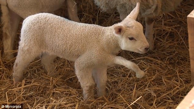Fiver's extra limb (pictured) was making it hard for the lamb to feed, so Mr Norton decided to amputate