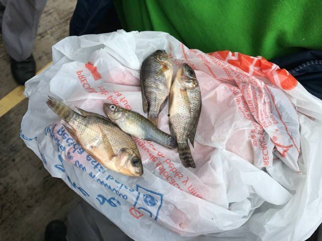 Click to enlarge Fish fall from the sky in Mexico
