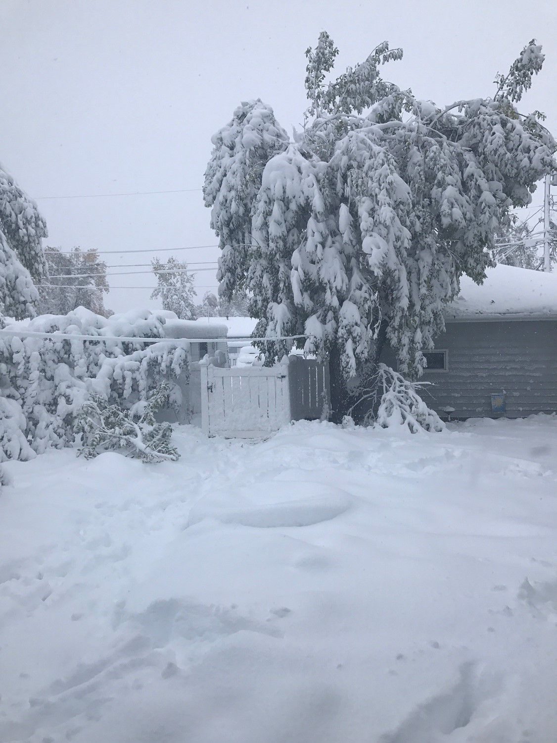Paula Brady captured this picture of her yard at her home in Havre on Monday where as much as 15 inches of snow fell.
