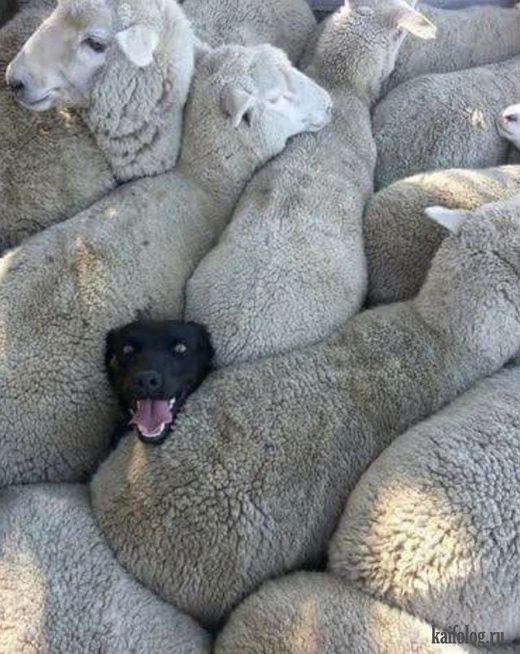 Click to enlarge Lonely dog