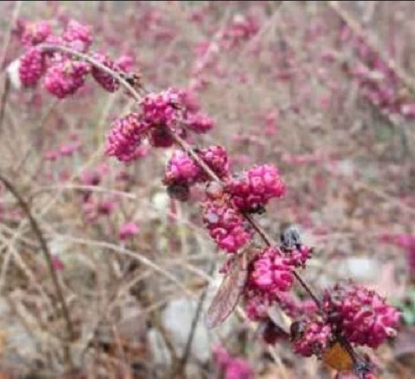 coral berry