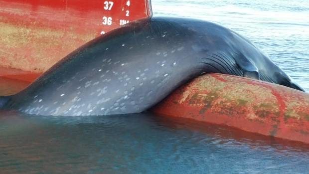 A dead whale carried into the Port of Tauranga on a ship's bulbous bow was thought to be a Bryde's whale.