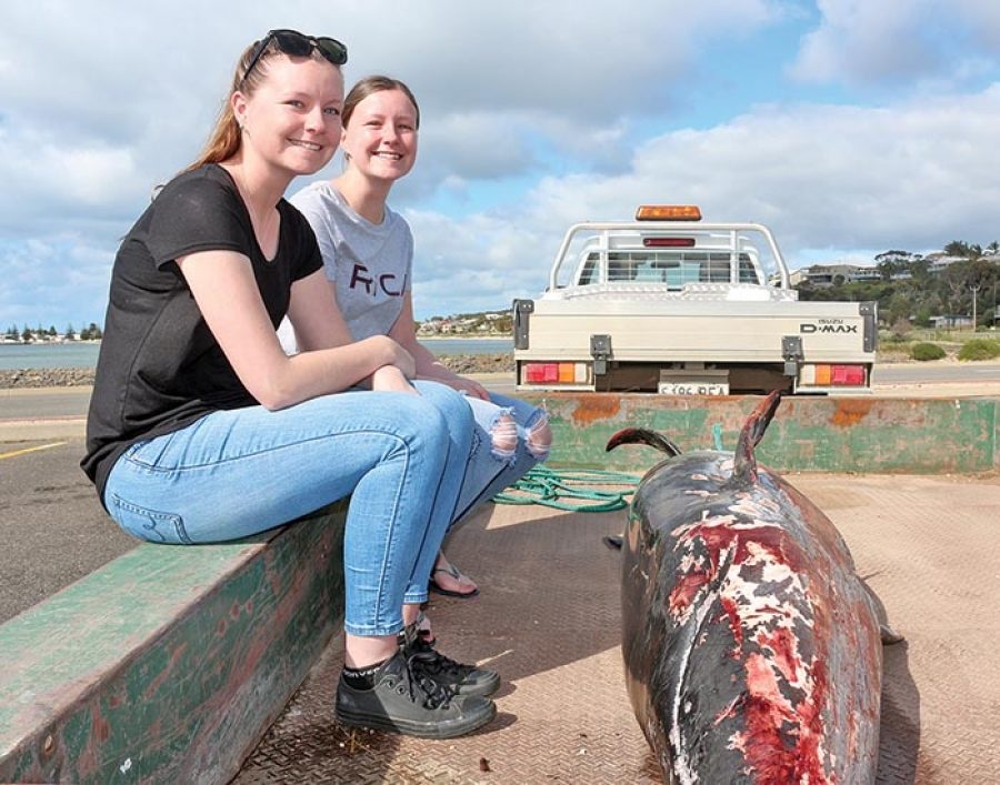 DISCOVERY... Ashlee and Kady Schwertfeger, of Barmera, came across this pygmy right whale while walking near Port Vincent last week.