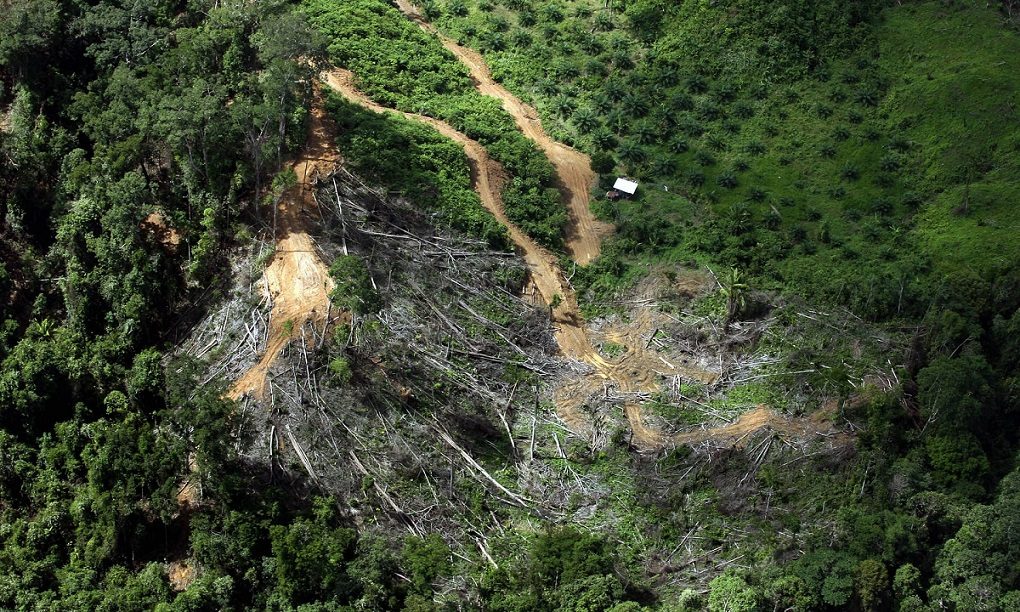 deforestation