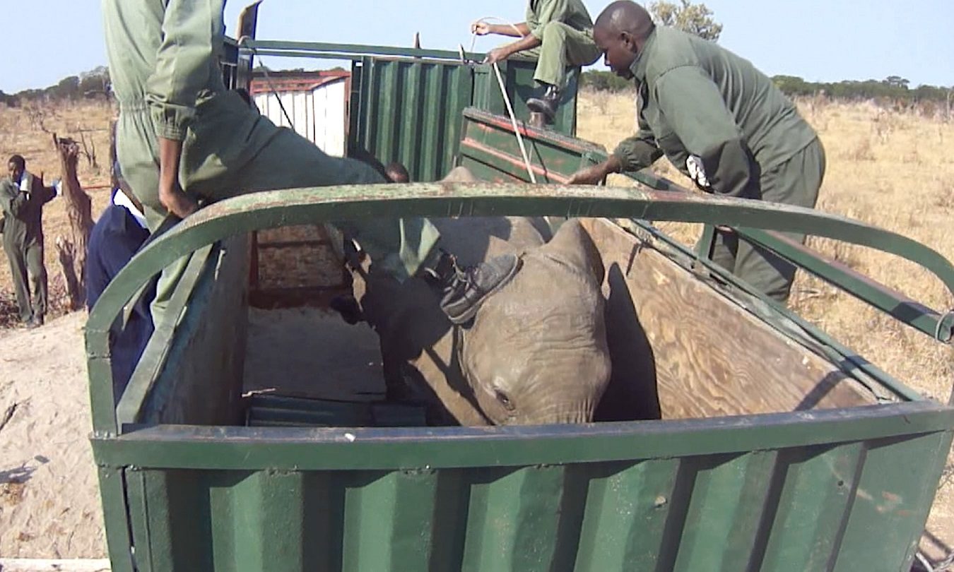 elephant captured Zimbabwe