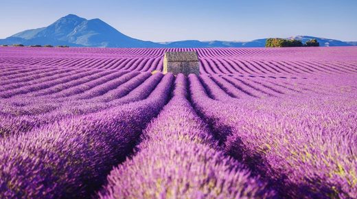 Click to enlarge Lavender fields