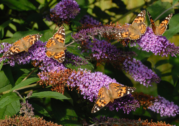 Click to enlarge painted lady butterflies