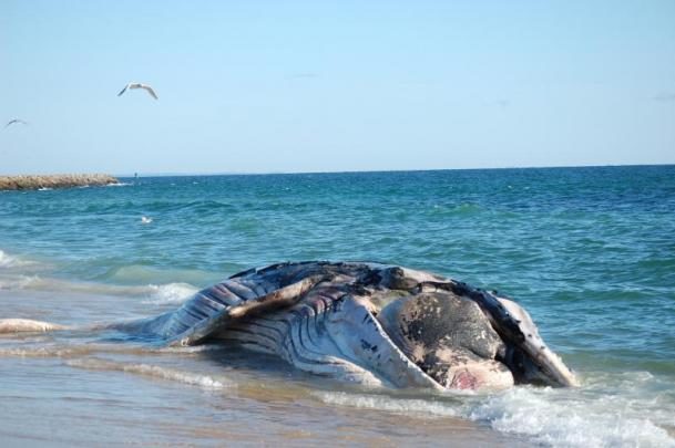 The carcass of a humpback whale was found on Ballard's Beach on Block Island, Tuesday, Oct. 3, 2017