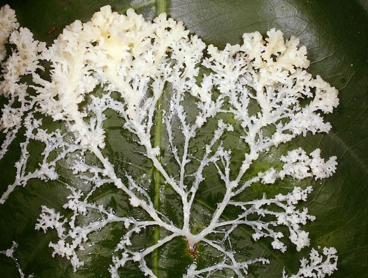 Plasmodium stage slime mold