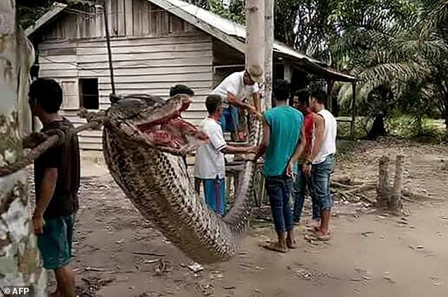snake
