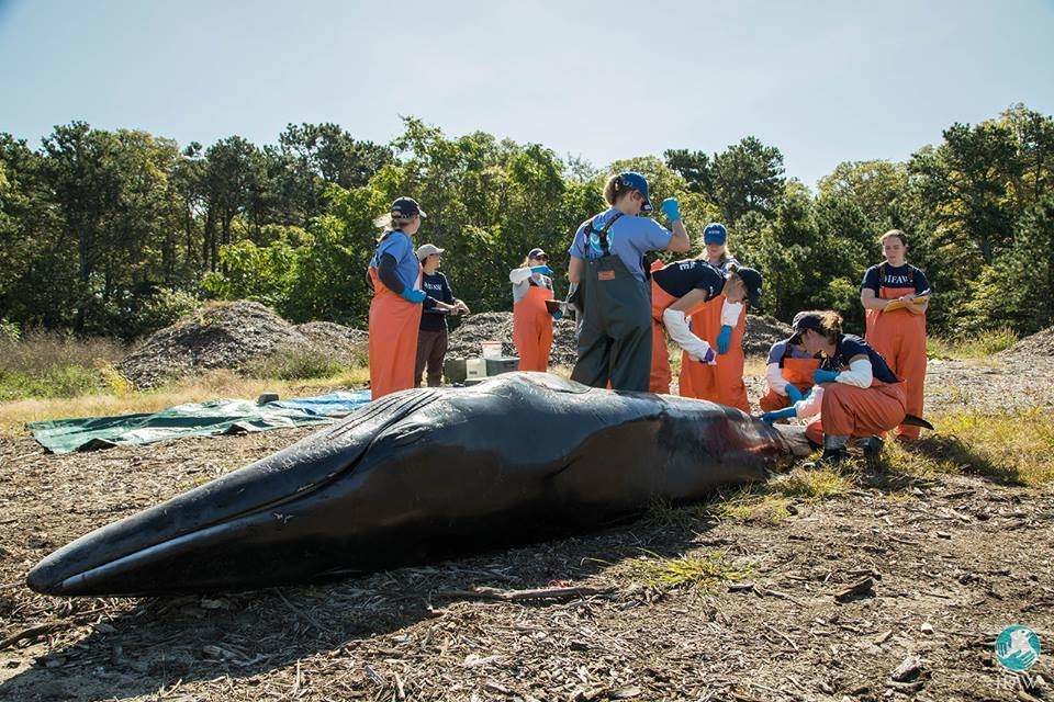 Click to enlarge The minke whale that died in Wellfleet Harbor