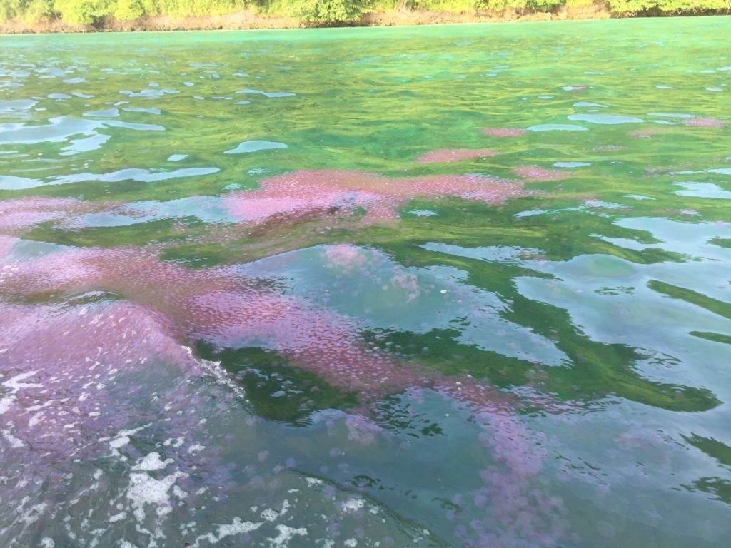 jelly fish