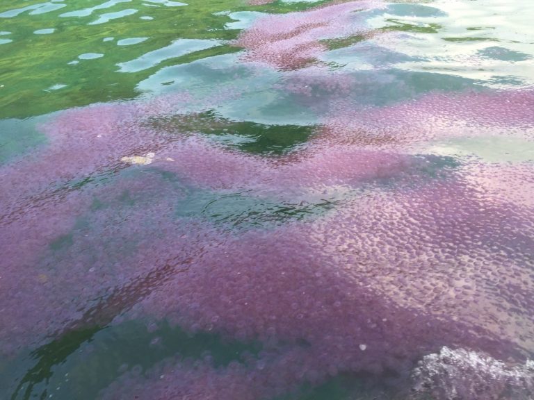 Click to enlarge jelly fish