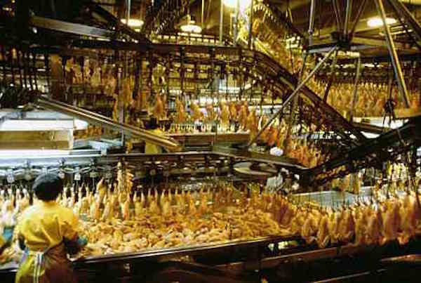 Click to enlarge chicken plant