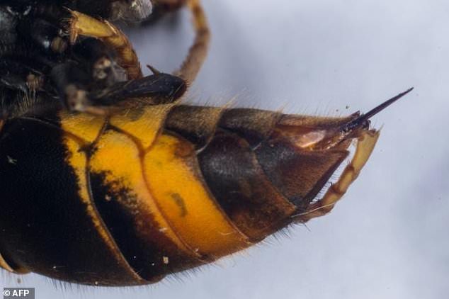 Click to enlarge Kikuchi, who is wheelchair-bound, was being escorted by a carer who called for help. But when paramedics arrived they had no protective clothing so were forced to watch helplessly as Kikuchi was stung to death