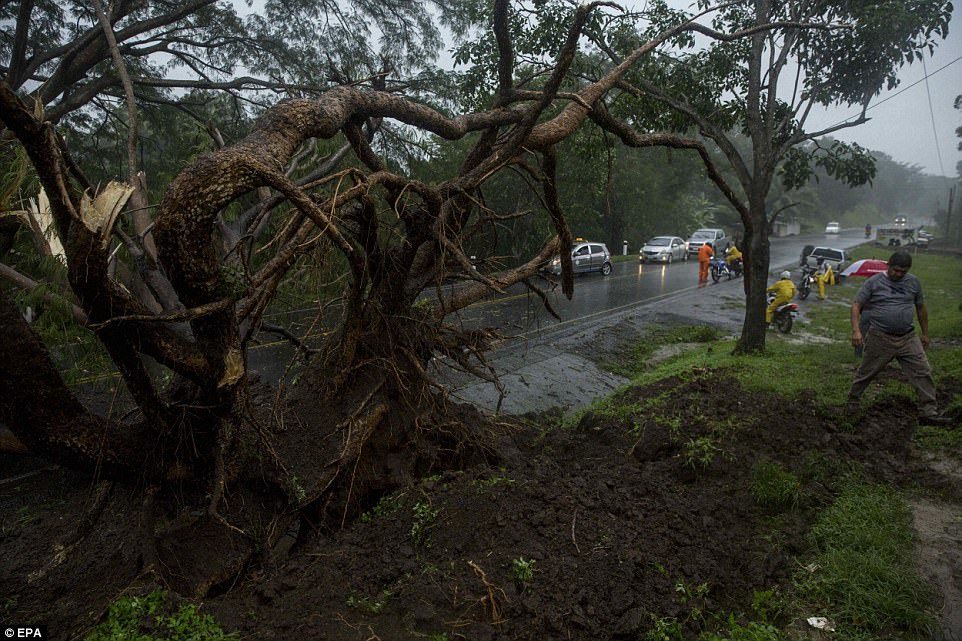 Devastation: A man walks by a fallen tree after the passing of Storm Nate on the road to Masaya, Nicaragua
