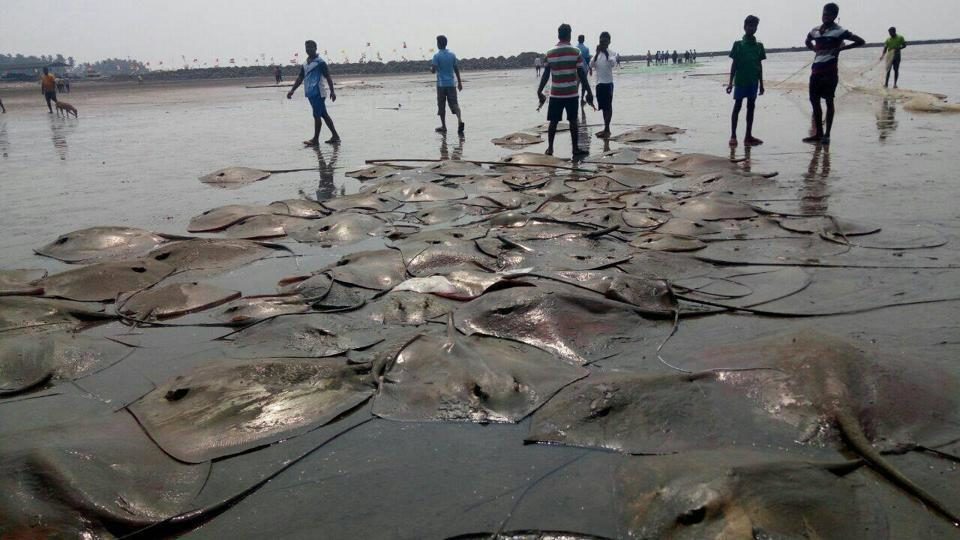 Stingrays washed up at Alibaug beach