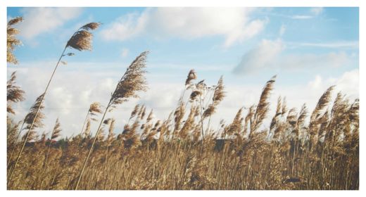 Slowing Wind Speeds