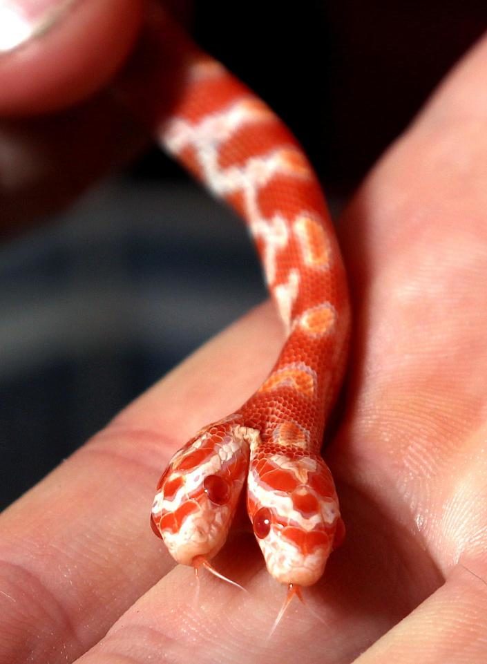 One pet owner was shocked to find his corn snake had been born with two heads