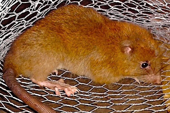 giant rat Vika