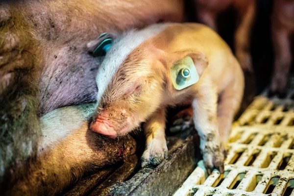 Factory farms