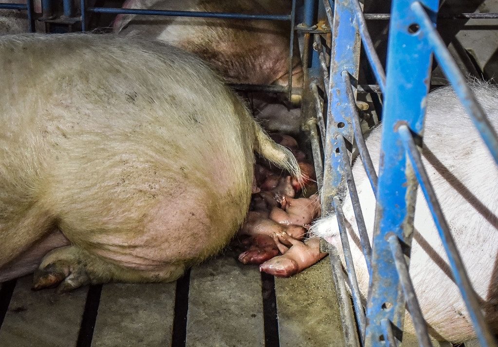 piglets
