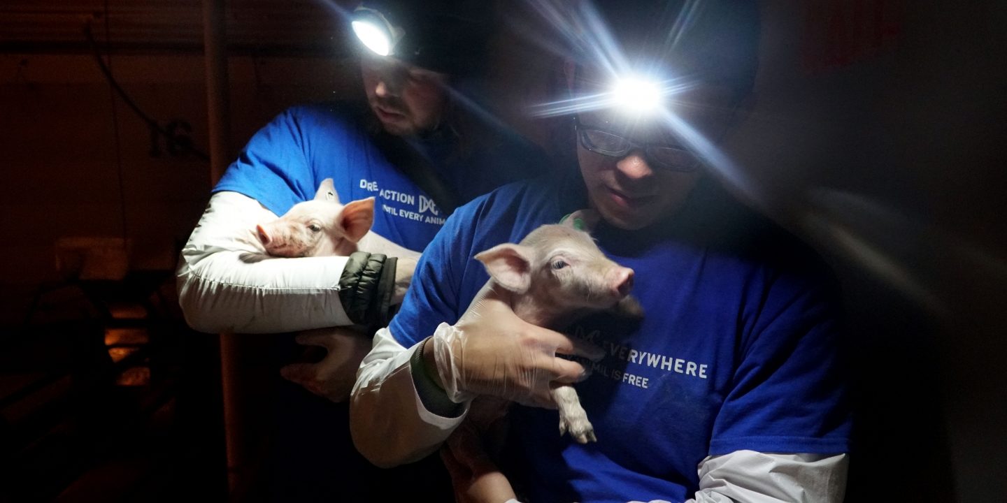 FBI rescues pigs