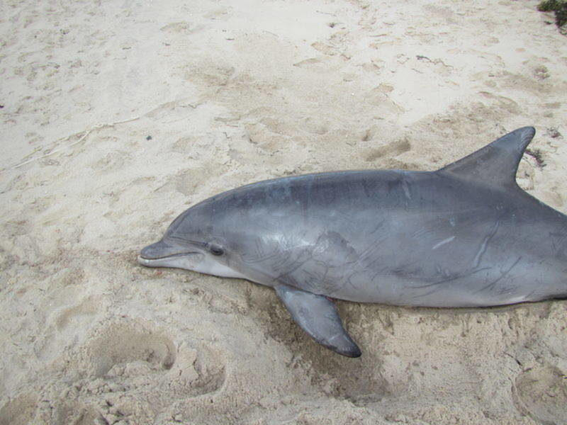 dead dolphin