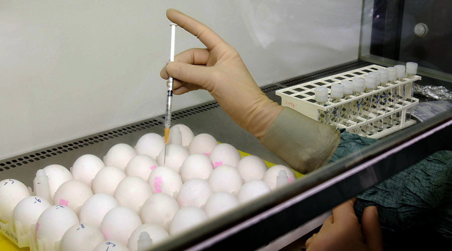 GMO eggs