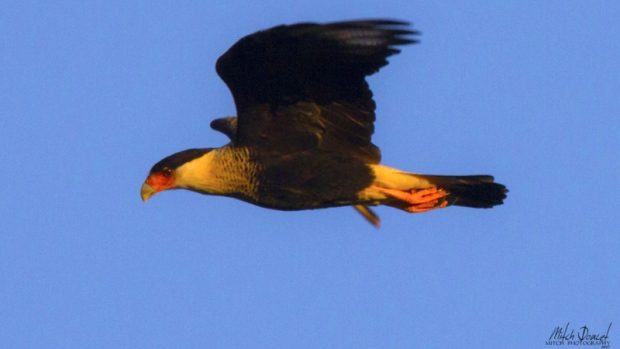 A photo taken by Mitch Doucet of a crested caracara.