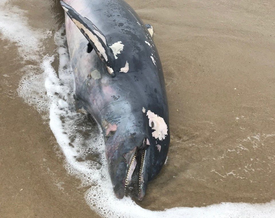 A bottlenose dolphin was found dead on Monday in Sea Bright, the third dolphin to wash ashore in the past several days.