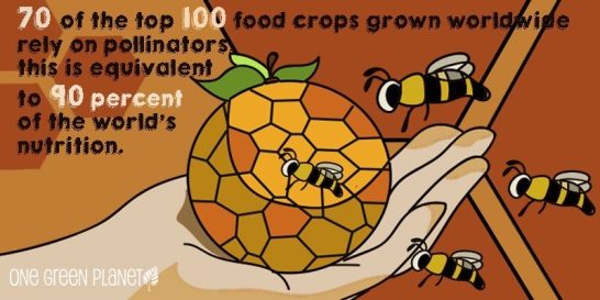 bee deaths