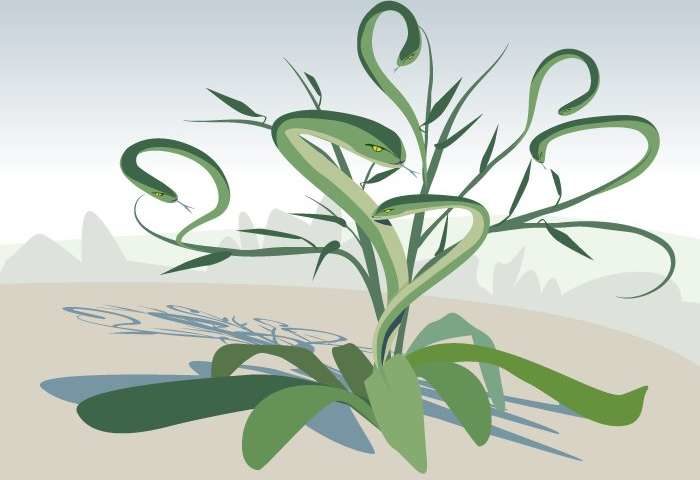 plants grow larger when clipped