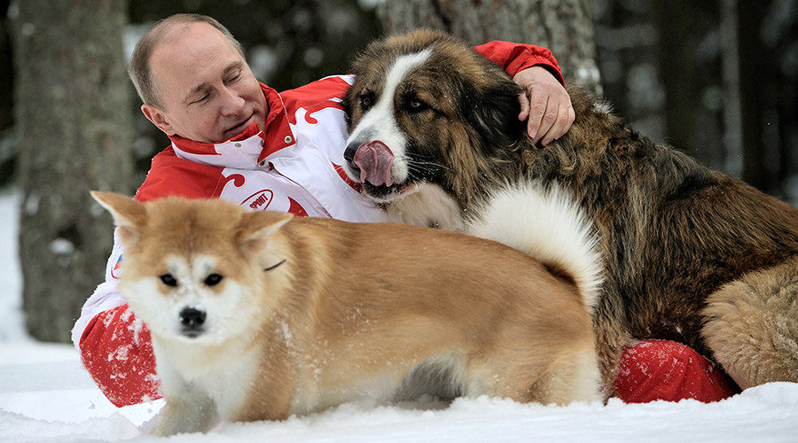 Click to enlarge putin dogs