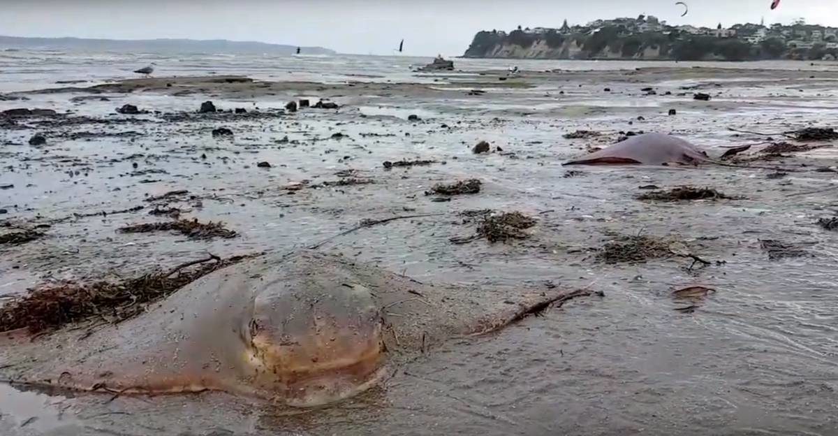 Dozens of dead Stingrays have washed up on St Heliers beach today in a mysterious turn of events that has puzzled locals