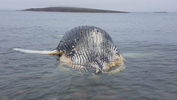 DFO says it does not know how the whale died.