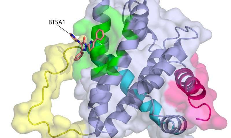 Click to enlarge structure of the BAX protein